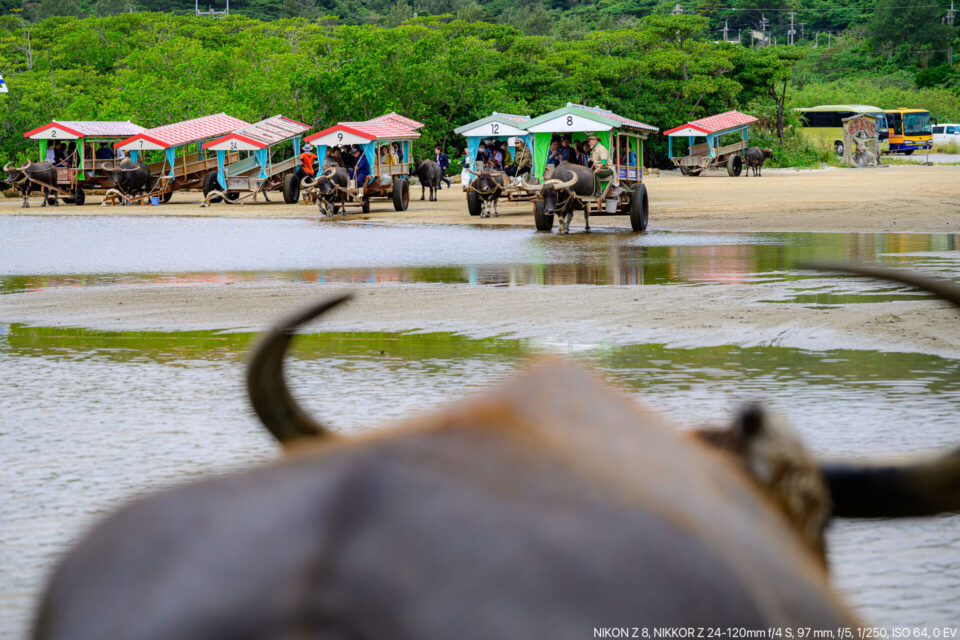 水牛車の上から
