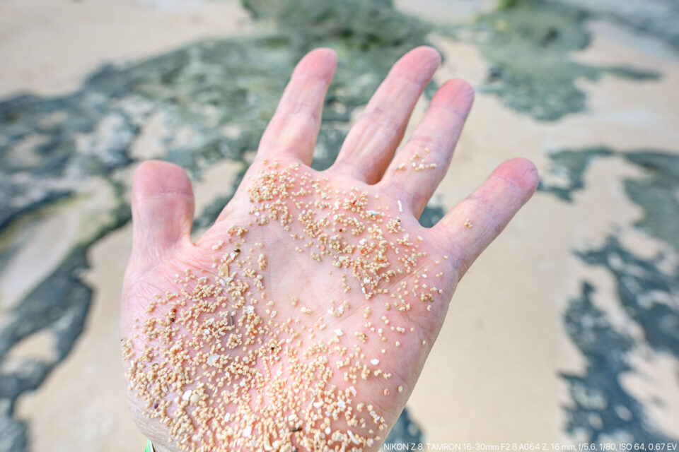 星砂の浜の星砂