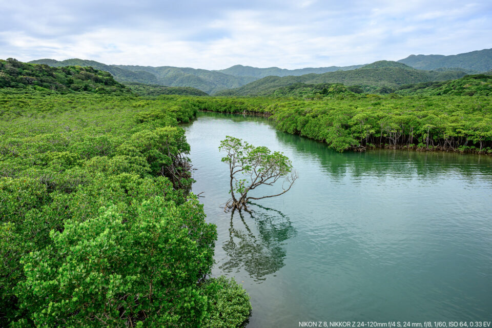 後良橋ロードパークからマングローブ林の眺め