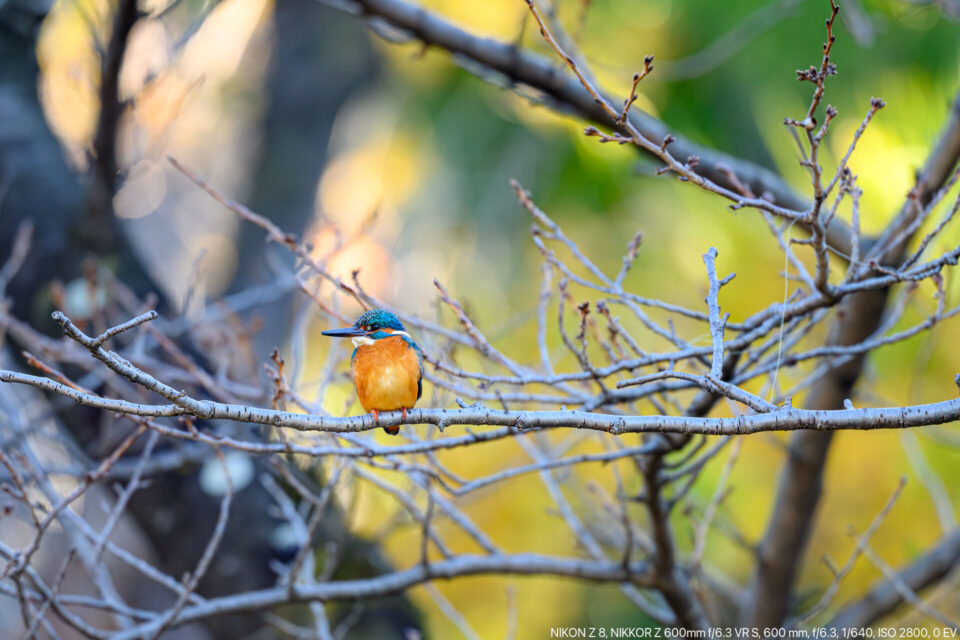 桜の木にカワセミ雄