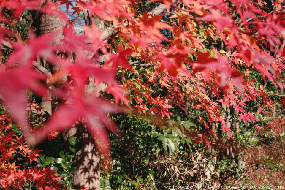 年末のイロハモミジ