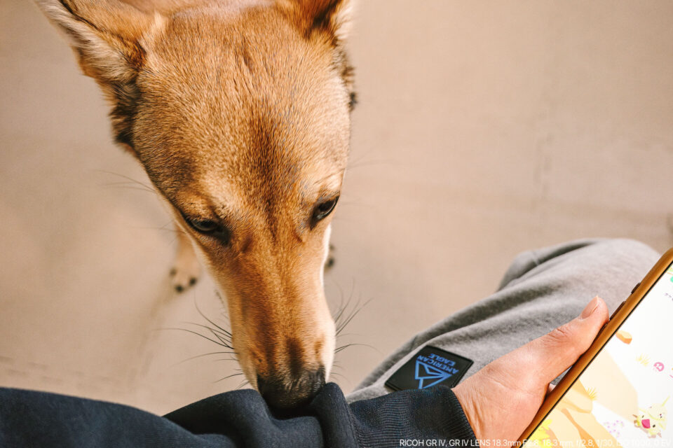 ワンコと戯れる