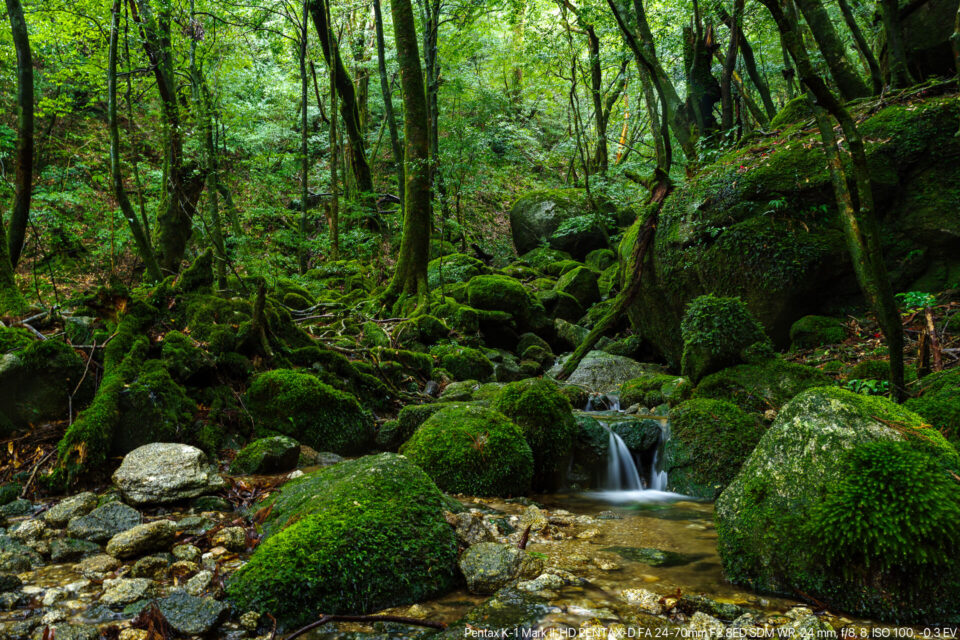 屋久島 白谷雲水峡