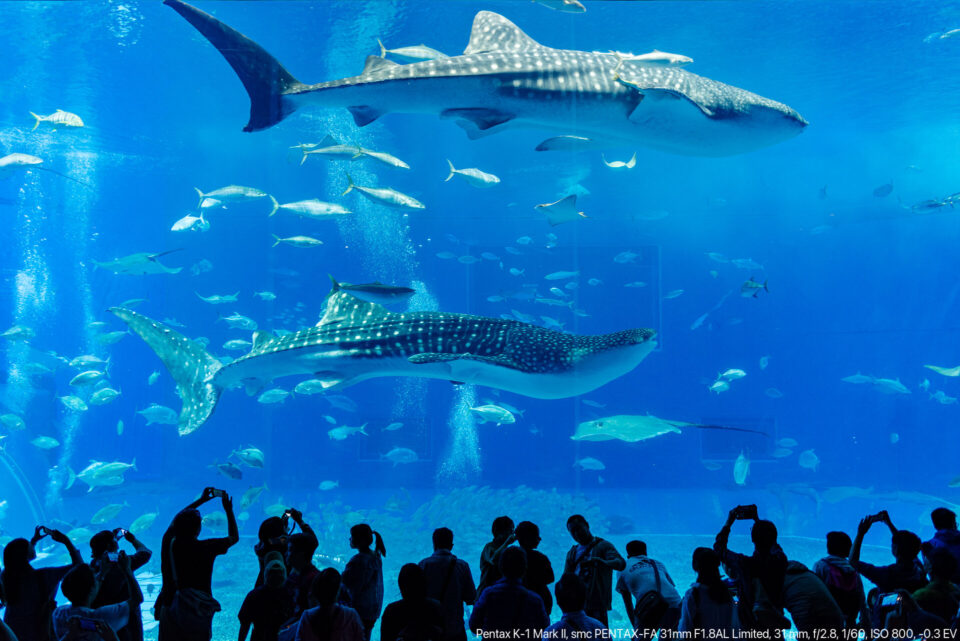 美ら海水族館の大水槽