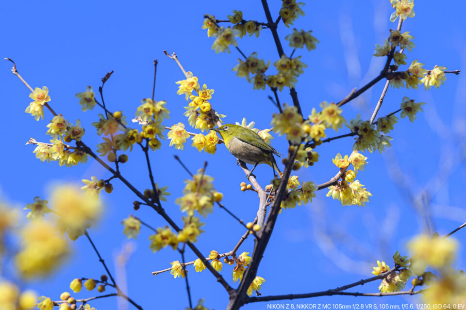 蝋梅とメジロ