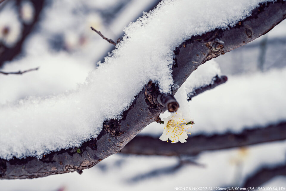 白梅に雪