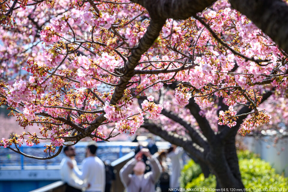 大横川河津桜咲き始め