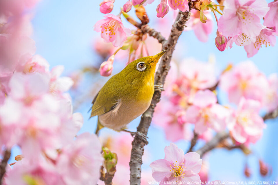 河津桜×メジロ