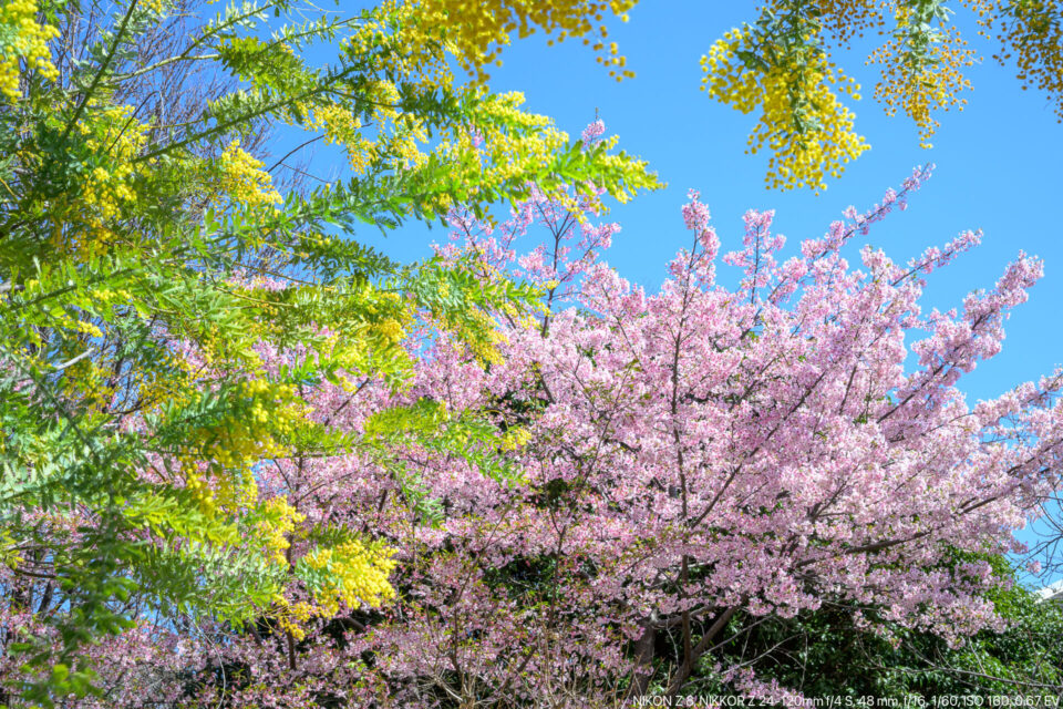 ミモザとコヒガン