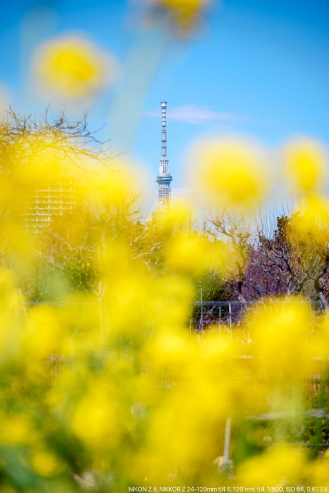 菜の花と東京スカイツリー