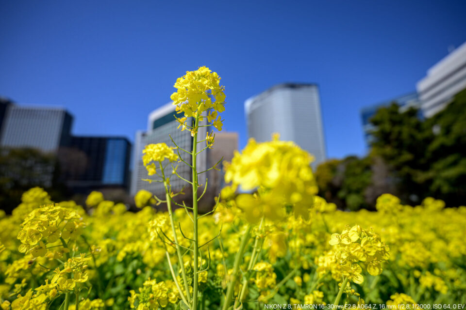 浜離宮庭園の菜の花