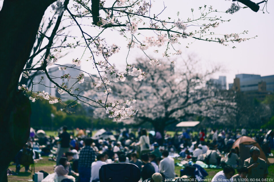 木場公園のソメイヨシノ咲き始め