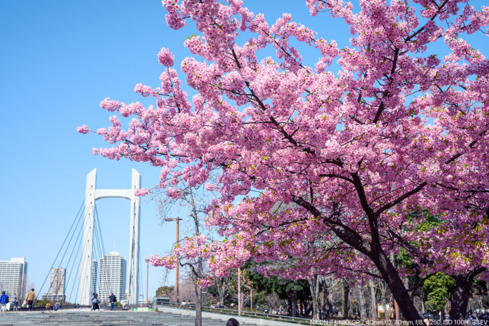 木場公園の河津桜