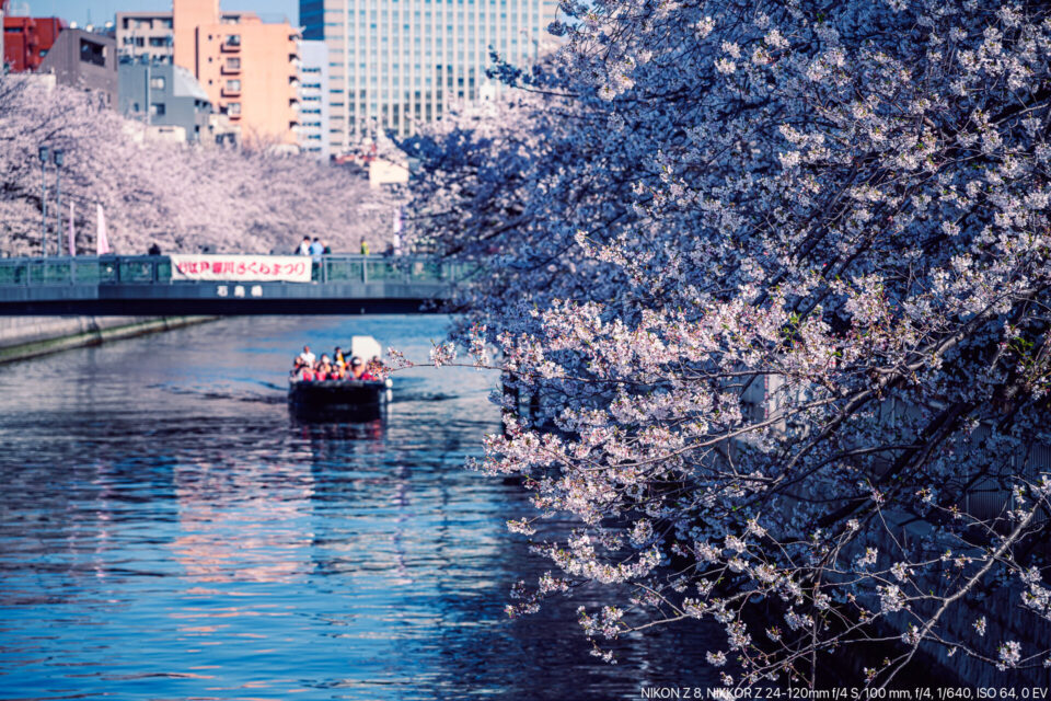 大横川の桜並木と遊覧船