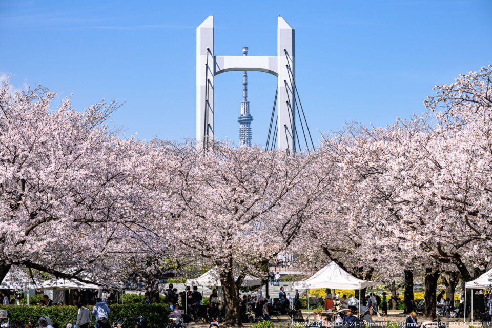 木場公園のソメイヨシノ並木+東京スカイツリー