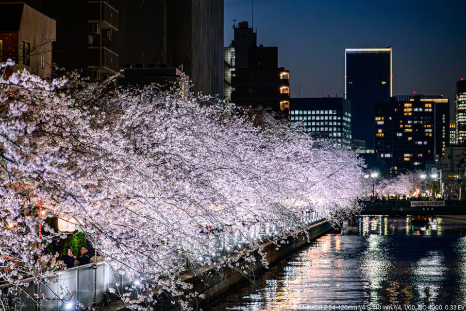 大江戸さくらまつり 大横川の桜 夜景