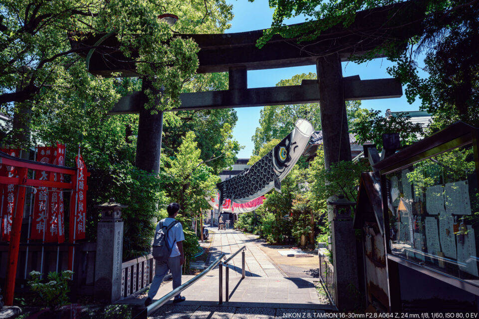 天祖神社の鳥居と鯉のぼり