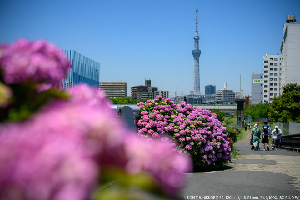 アジサイと東京スカイツリー