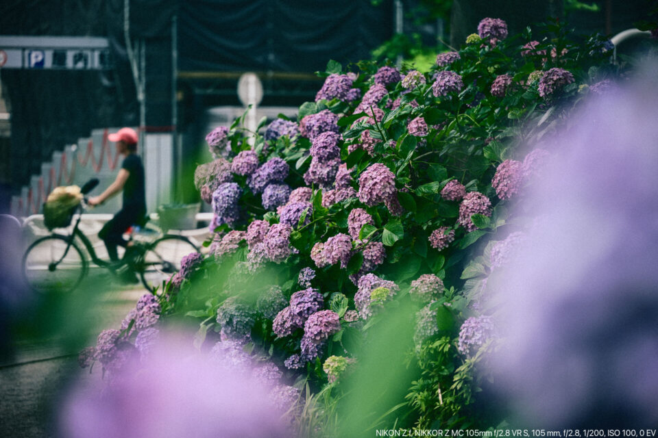 豊住公園の紫陽花